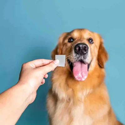 ماكينة تصنيع شرائح التغذية الذائبة بالفم للحيوانات الاليفة